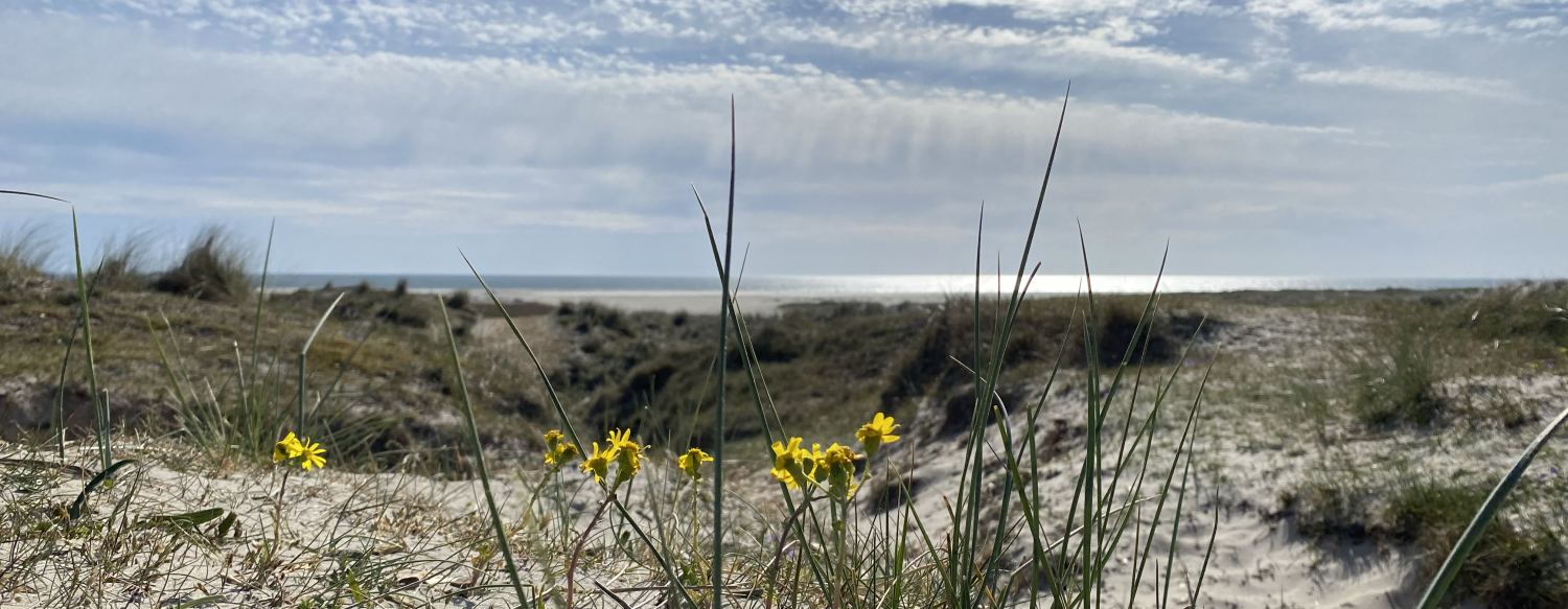 Klitplanter og havet ved Rindby Strand